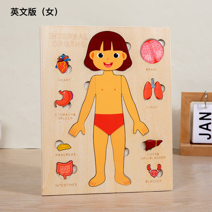 Learning Human Body - Puzzle