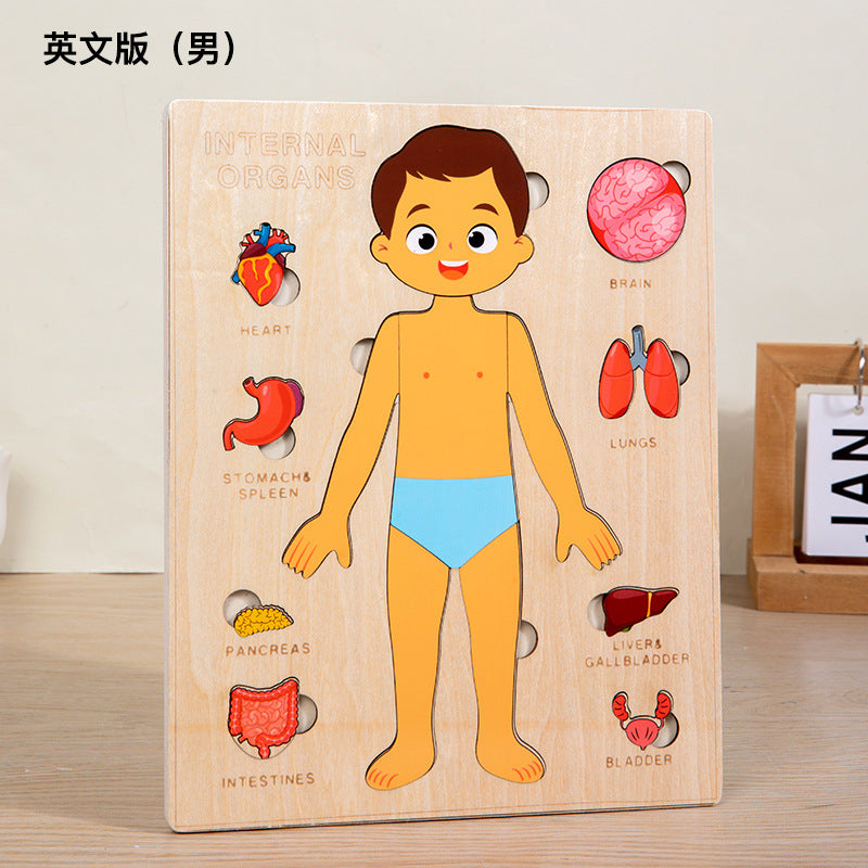 Learning Human Body - Puzzle