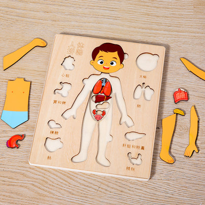 Learning Human Body - Puzzle