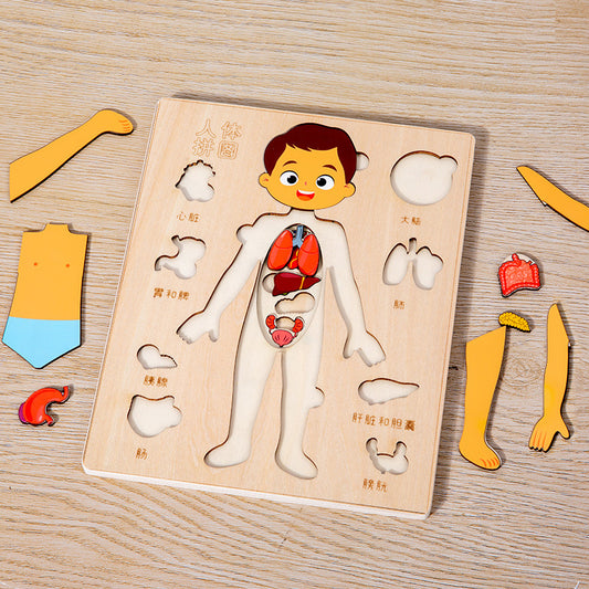 Learning Human Body - Puzzle